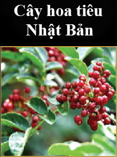 Combo Trị nám Queenie 15 hoa tieu nhat ban