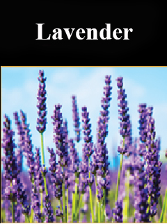 Combo Trị nám Queenie 19 lavender